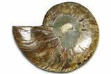 Cut & Polished Ammonite Fossil (Half) - Madagascar #364884-1